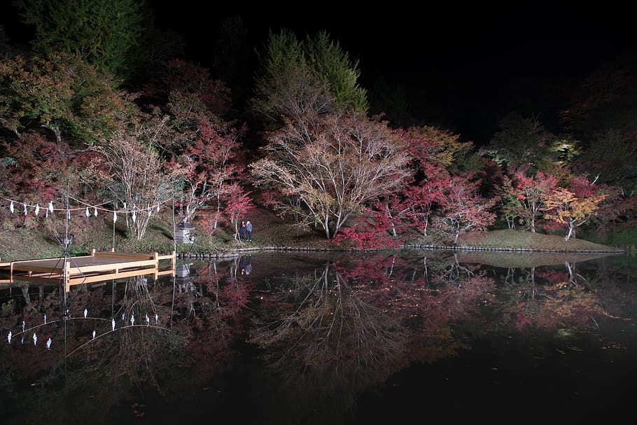 用作公園, 夜景, water, reflection, lake, tree, plant HD wallpaper