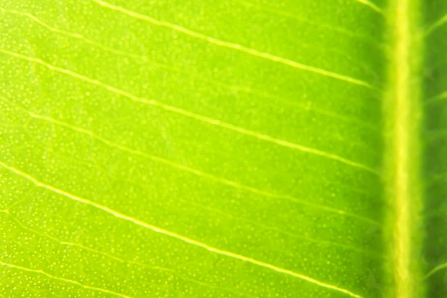 background, botany, flora, floral, flores, foliage, green, growing HD wallpaper