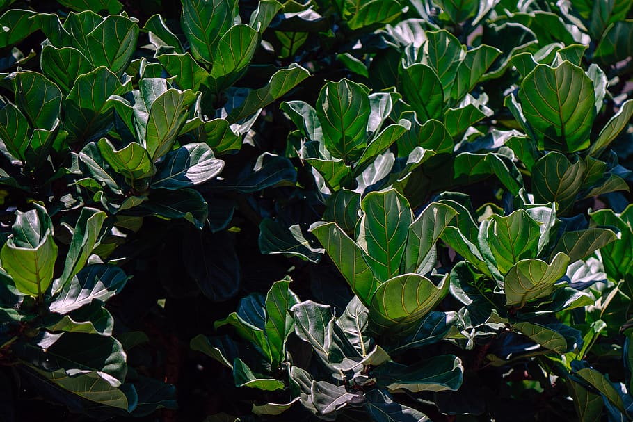Closeup Photo of Green Leaf Plant, beautiful, botanical, bright HD wallpaper