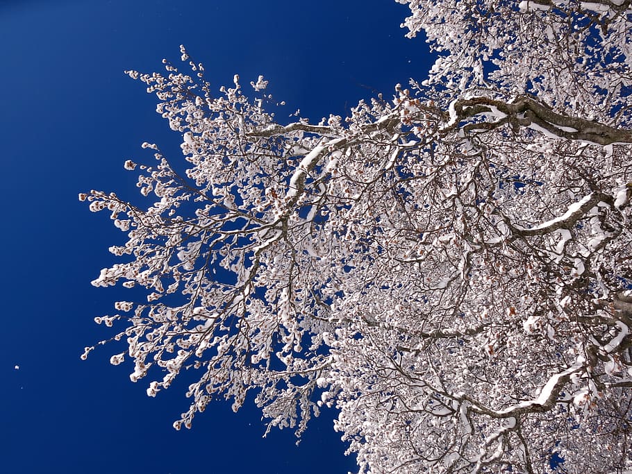 pattern, sun, sunlight, forest, branch, icy, ice, white, blue HD wallpaper