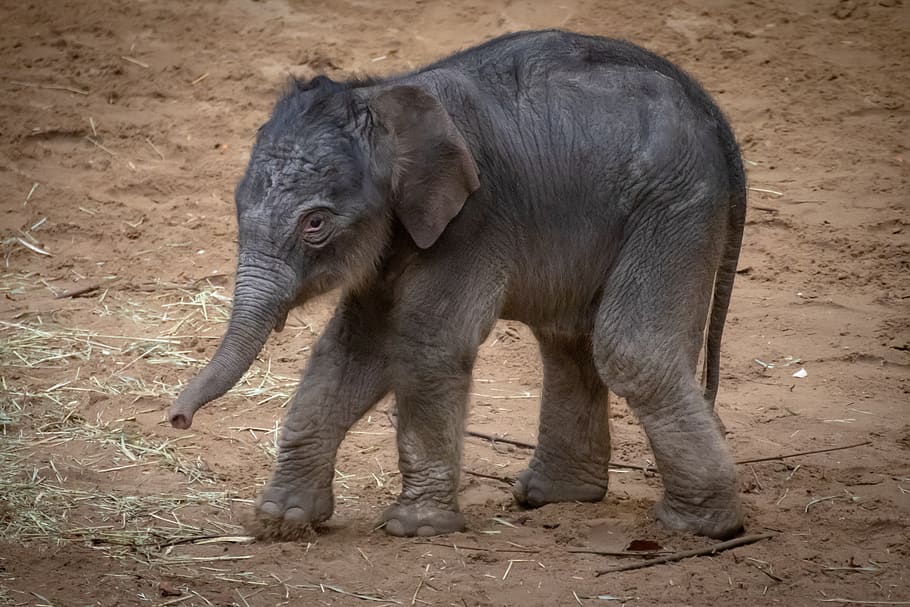 elephant, young animal, baby, pachyderm, baby elephant, proboscis, HD wallpaper