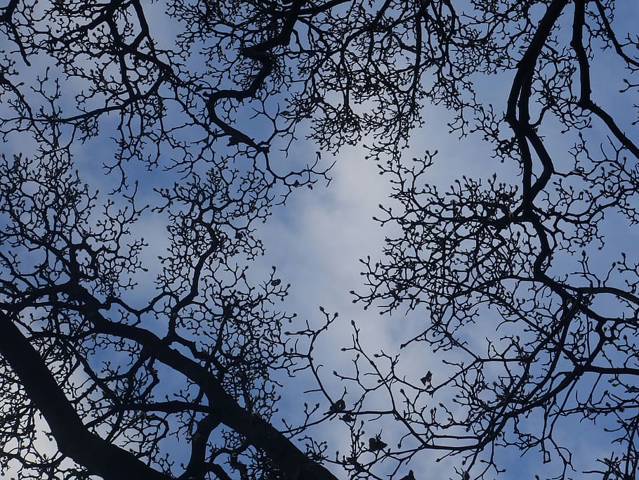 aesthetic, silhouette, branches, close, pattern, sky, tree HD wallpaper