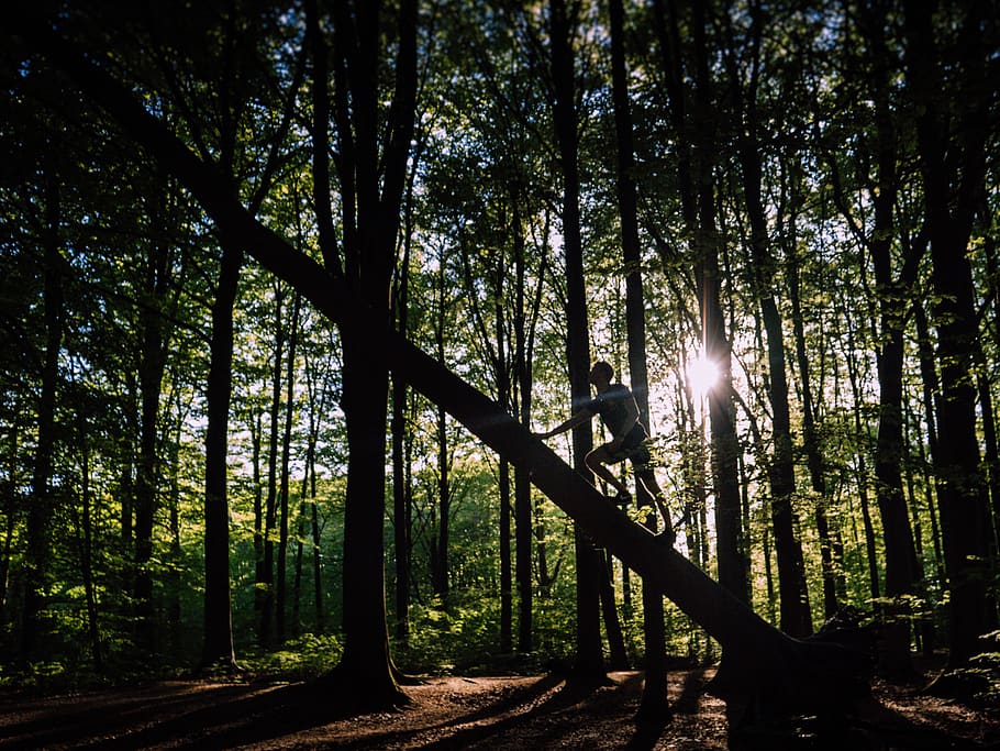 Man in Black Shirt Climbing on Tree, branches, daylight, environment HD wallpaper
