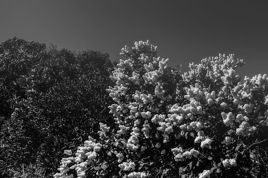 trees, flowers, lilacs, bloom, nature, plant, growth, beauty in nature HD wallpaper