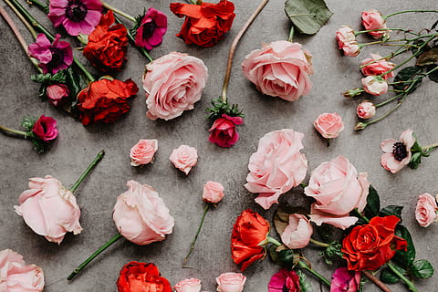 Flowers flat lay, flatlay, roses, valentines, red, pink, lovely HD wallpaper