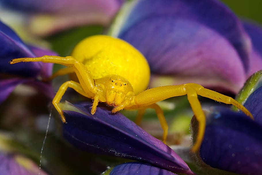spider, insect, macro, bug, flower, arachnid, close-up, purple HD wallpaper