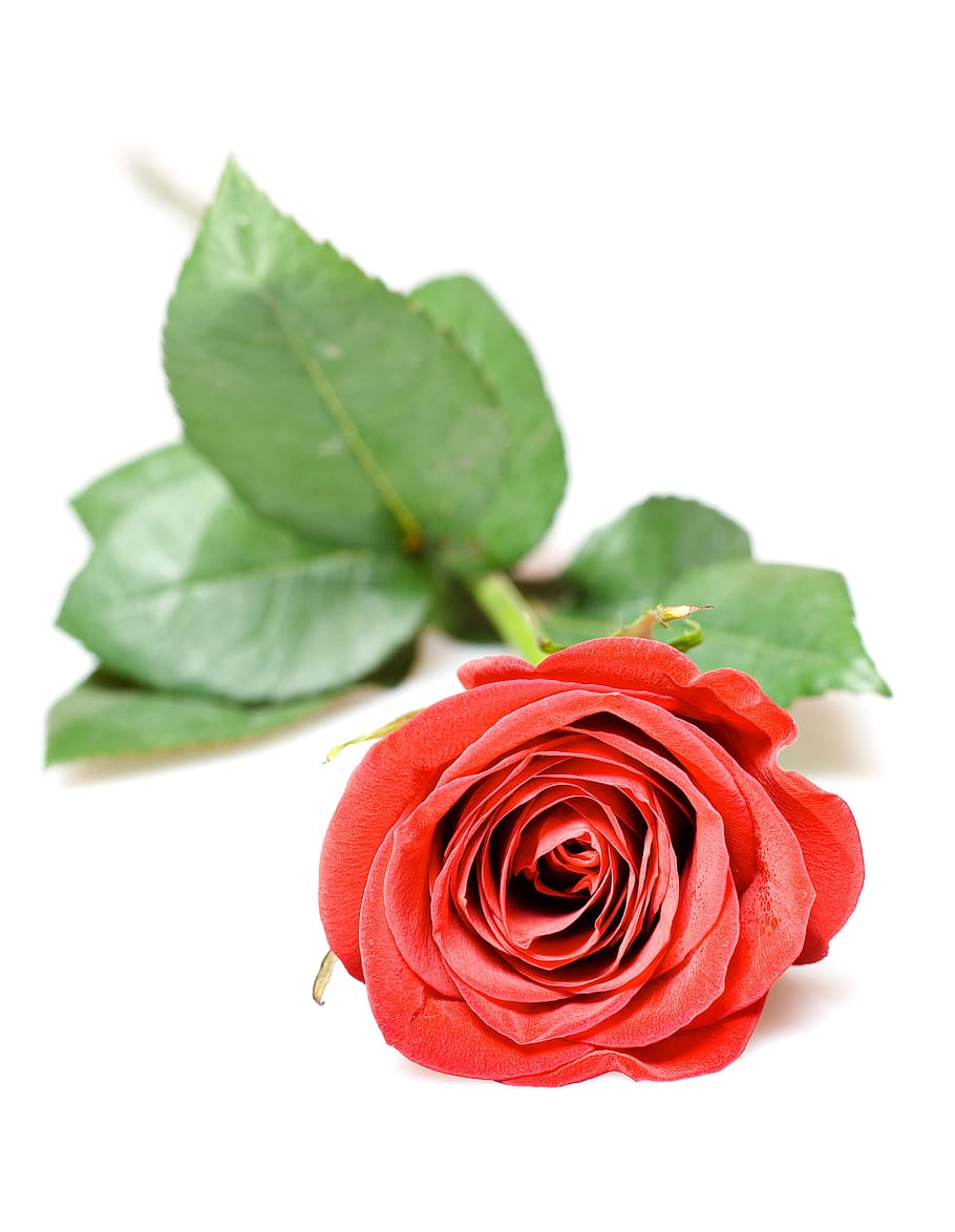 rose, red, white, flores, closeup, isolated, decoration, bud HD wallpaper