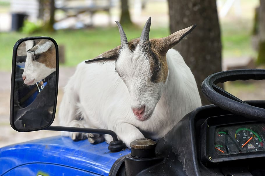 goat, rear view mirror, reflection, tractor, biquette, lying HD wallpaper