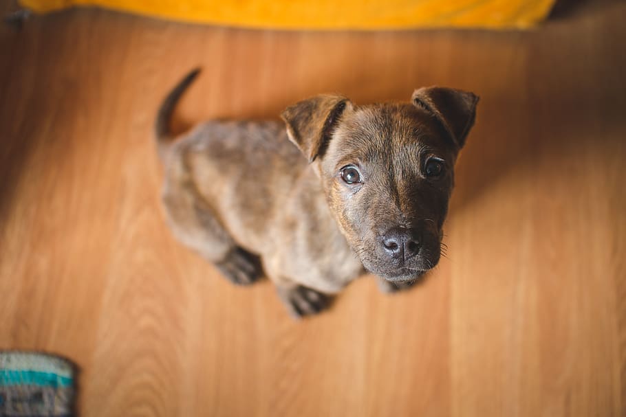 dark, black, one animal, dog, canine, mammal, domestic, pets HD wallpaper