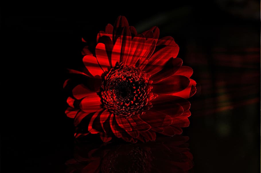 nature, red, flower, fresh, freshness, flowering plant, beauty in nature HD wallpaper
