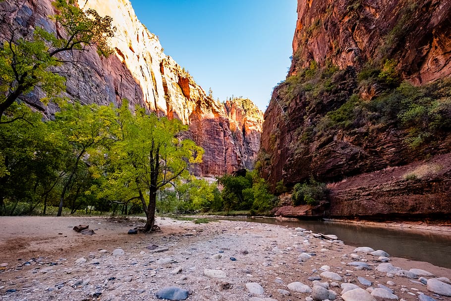 trees, river, nature, zion, landscape, virgin river, rocks HD wallpaper