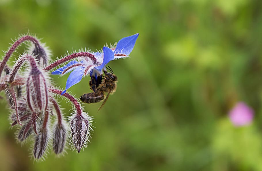 bee, flower, blue, spring, nature, macro, green, invertebrate HD wallpaper