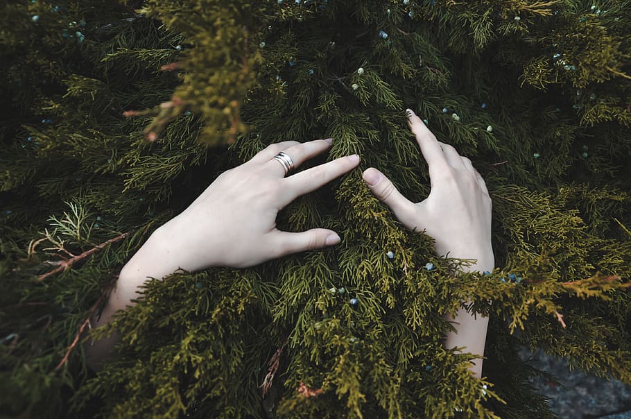 plant, human hand, real people, human body part, green color HD wallpaper