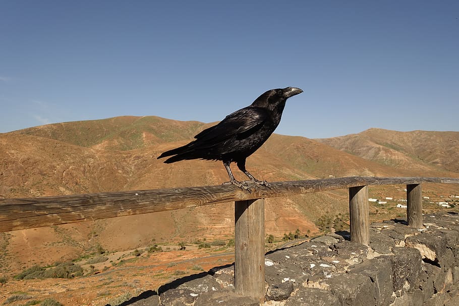 crow, rook, raven, bird, black, crows, jackdaw, nature, beak HD wallpaper