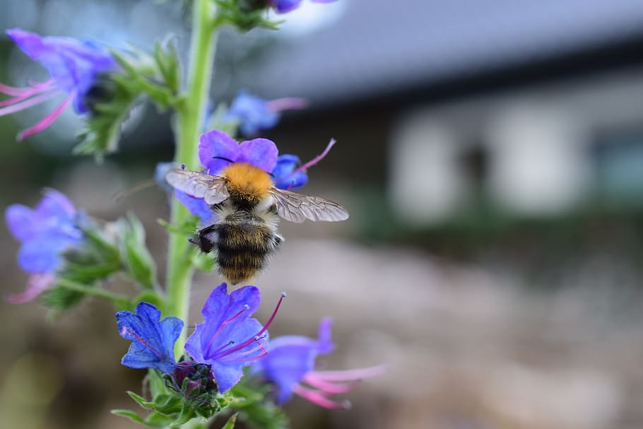 bee, flower, macro, insect, blossom, bloom, close up, pollination HD wallpaper