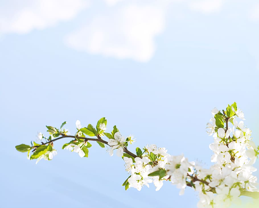 spring, flowers, blue, season, blooming, sky, japan, sun, garden, HD wallpaper