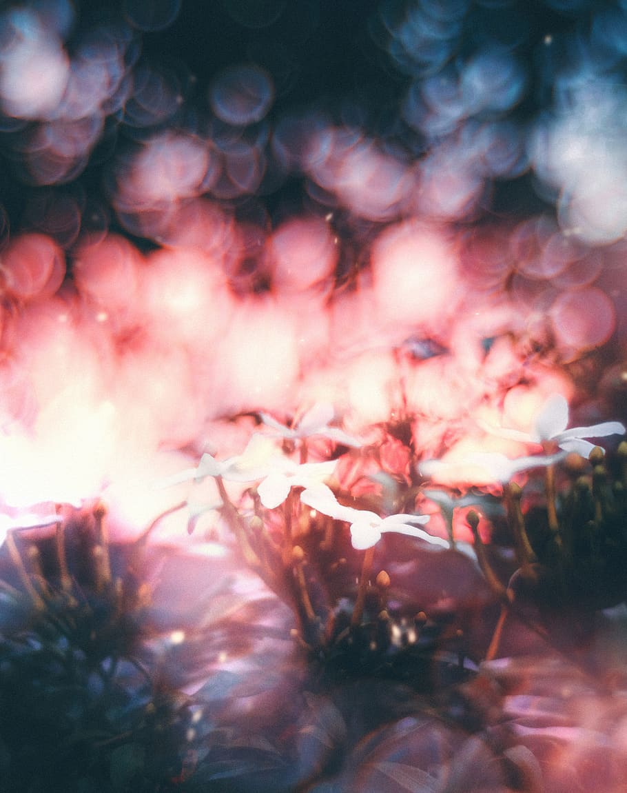 flower, blossom, trees, bokeh, garden, dream, zorh, vintage HD wallpaper