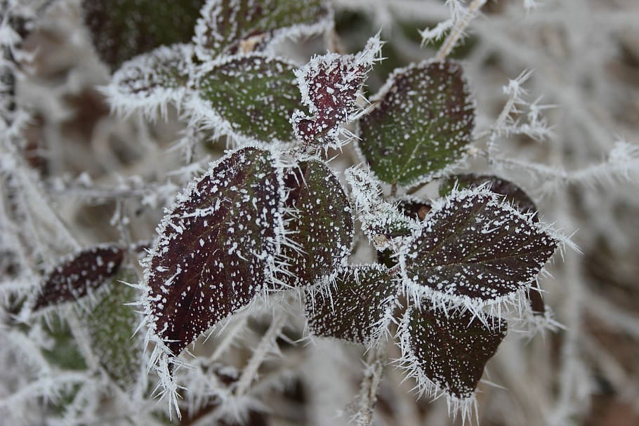ripe, crystals, winter, eiskristalle, frost, cold, icy, nature HD wallpaper