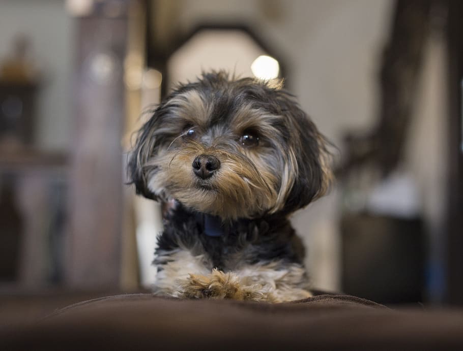 canine, one animal, domestic, dog, pets, domestic animals, mammal HD wallpaper