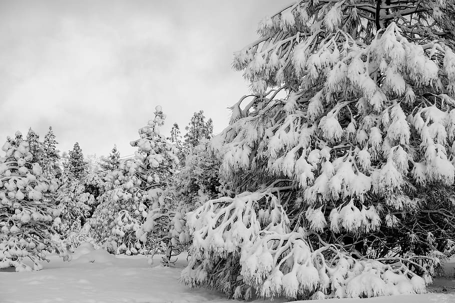 plant, tree, outdoors, nature, abies, fir, snow, ice, forest HD wallpaper
