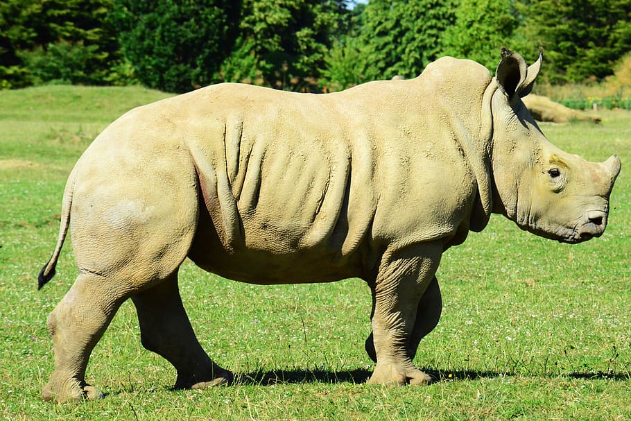 baby white rhino, muddy rhino, rhinoceros, africa, vegetarian, HD wallpaper