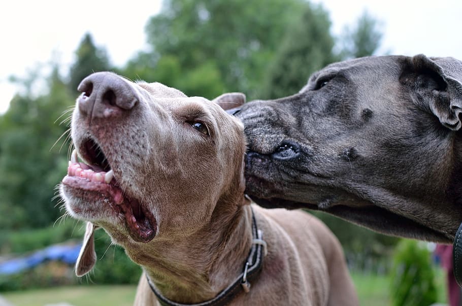 weimaraner, clean the ears, dog cleansing, mammal, animal themes, HD wallpaper