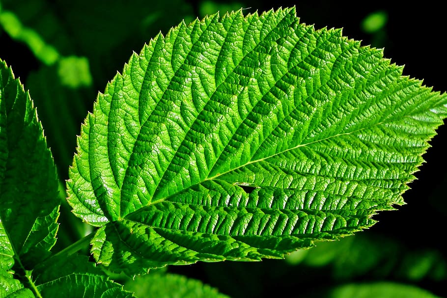 leaf, green, malina, nature, summer, garden, macro, pattern HD wallpaper
