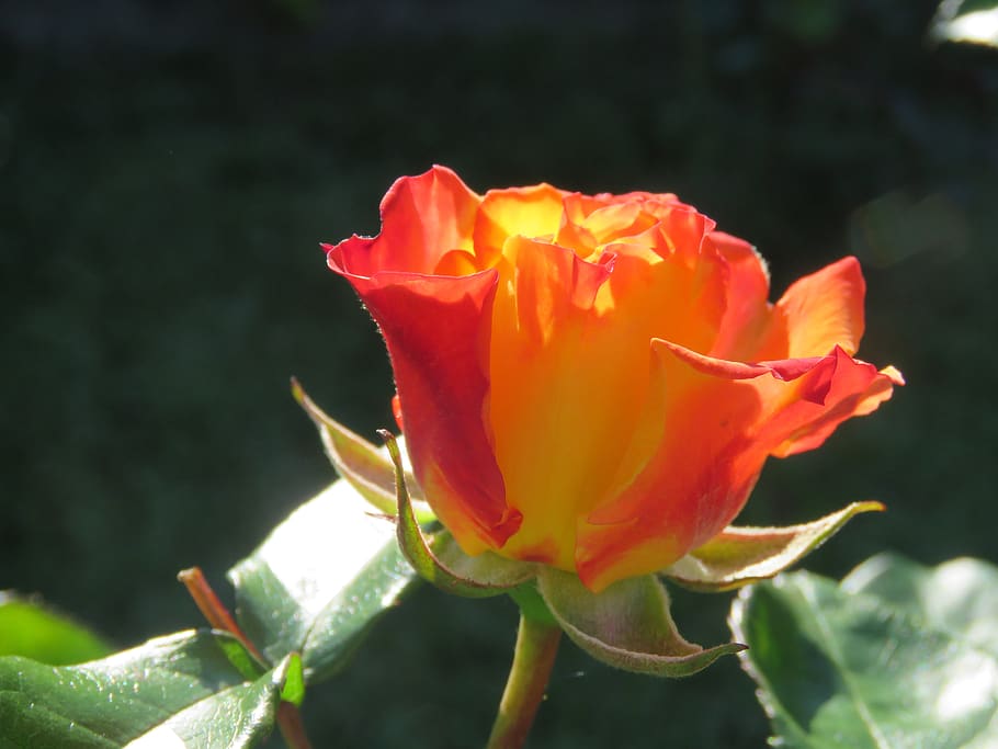 rosa, flower, garden, backlight, detail, flowering plant, freshness HD wallpaper