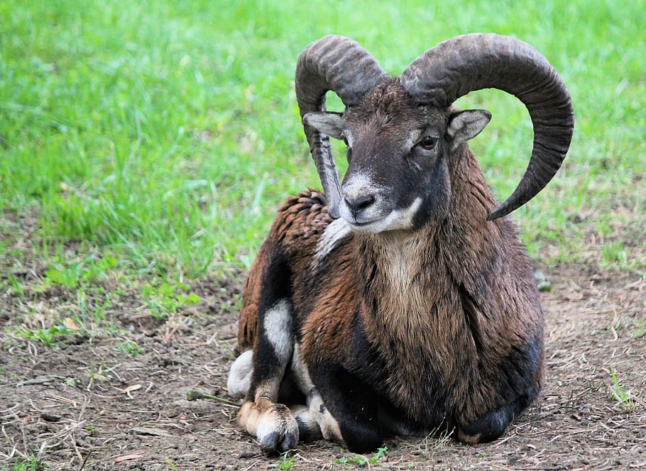 black and brown ram, animal themes, mammal, one animal, vertebrate HD wallpaper