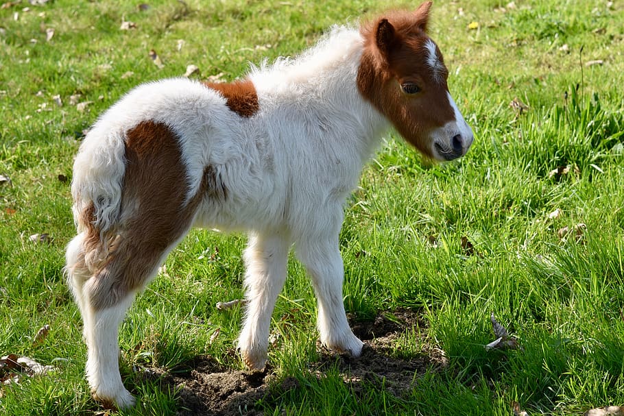 shetland pony, foal, shetland pony jarod, pony pie sorrel prairie, HD wallpaper