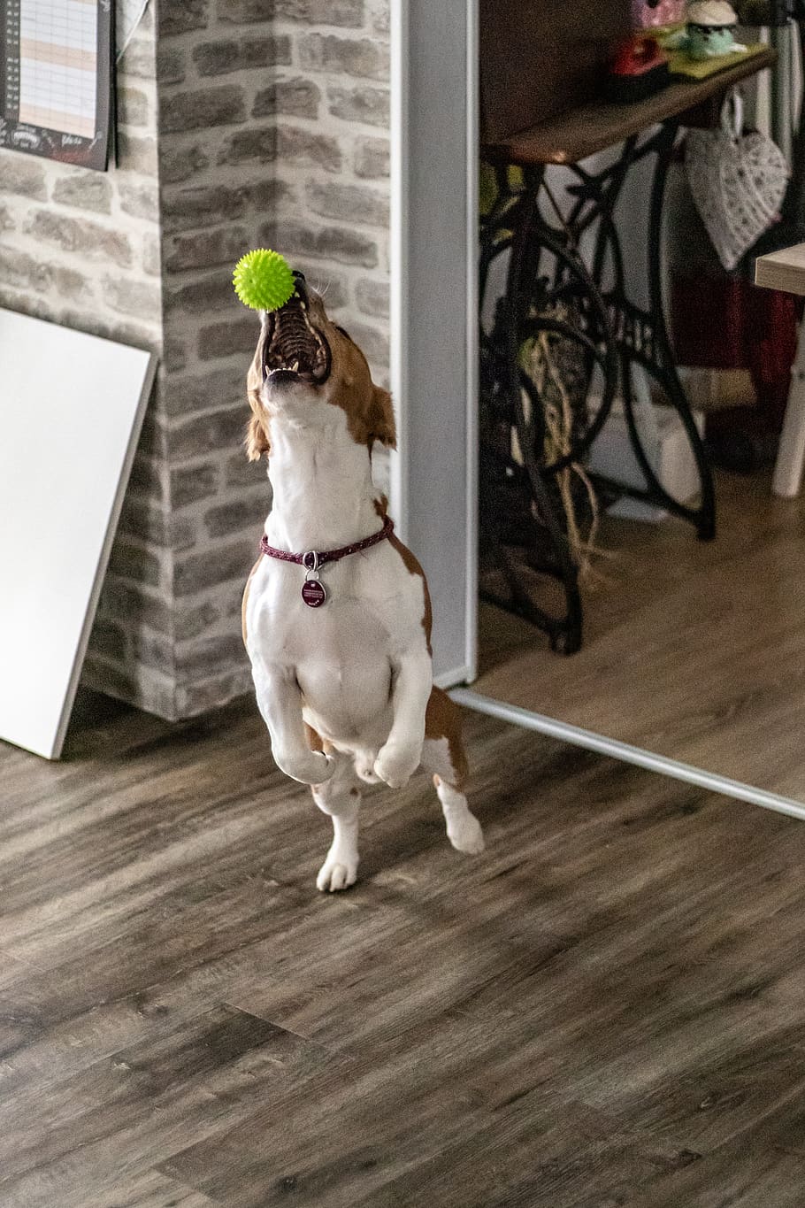 dog fetching ball, flooring, wood, pet, canine, animal, mammal HD wallpaper