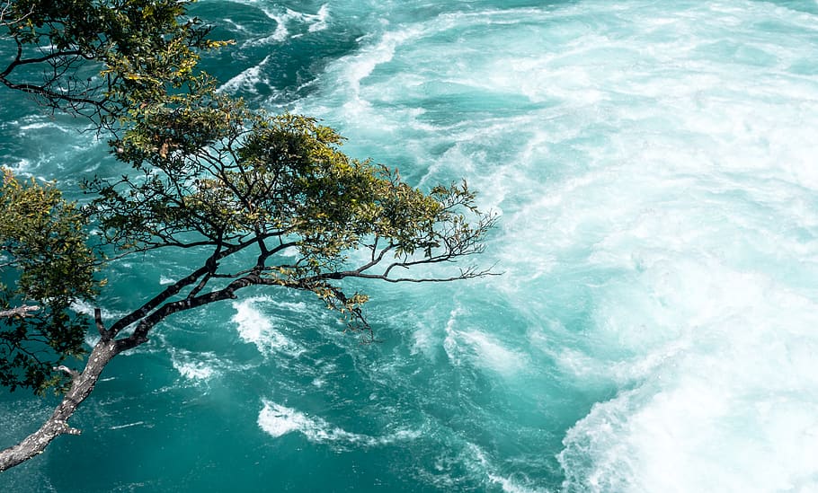 tree above water on daylight, sea, nature, plant, beauty in nature HD wallpaper