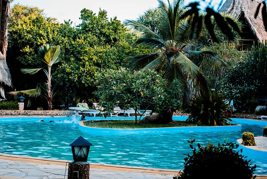 Photo of Swimming Pool, architecture, blur, coconut tree, depth of field, HD wallpaper