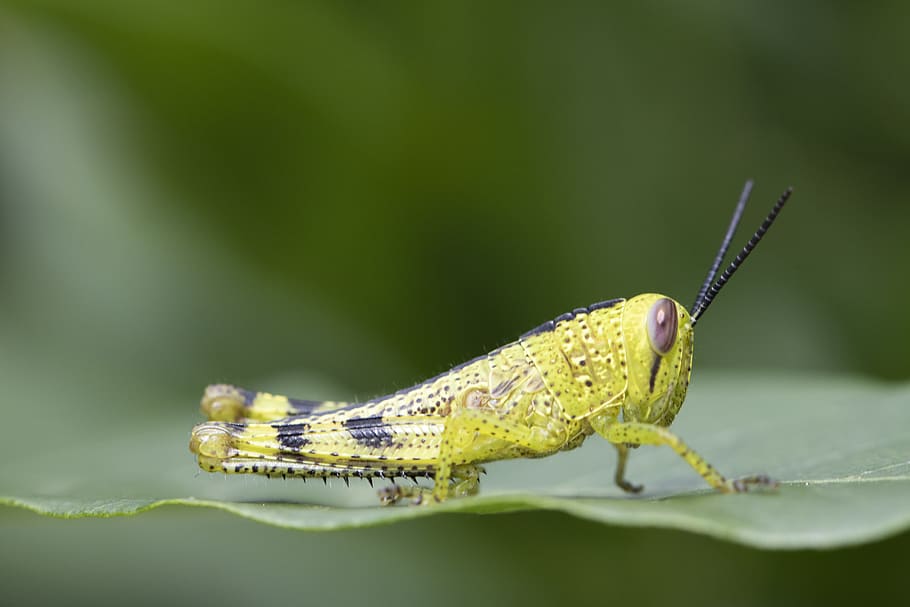 yellow grasshopper on green leaf, one animal, animal themes, animal wildlife HD wallpaper