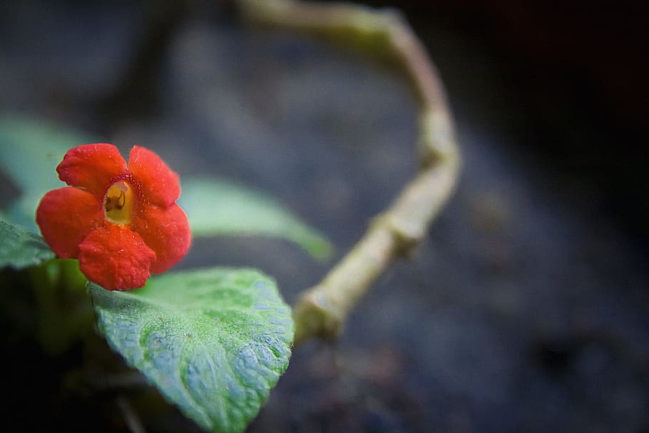 flower, green, nature, leaf, branch, plant, close-up, freshness HD wallpaper