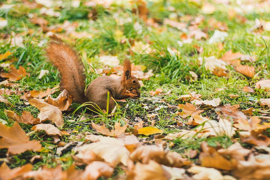 autumn, squirrel, animals, animal themes, leaf, plant part HD wallpaper