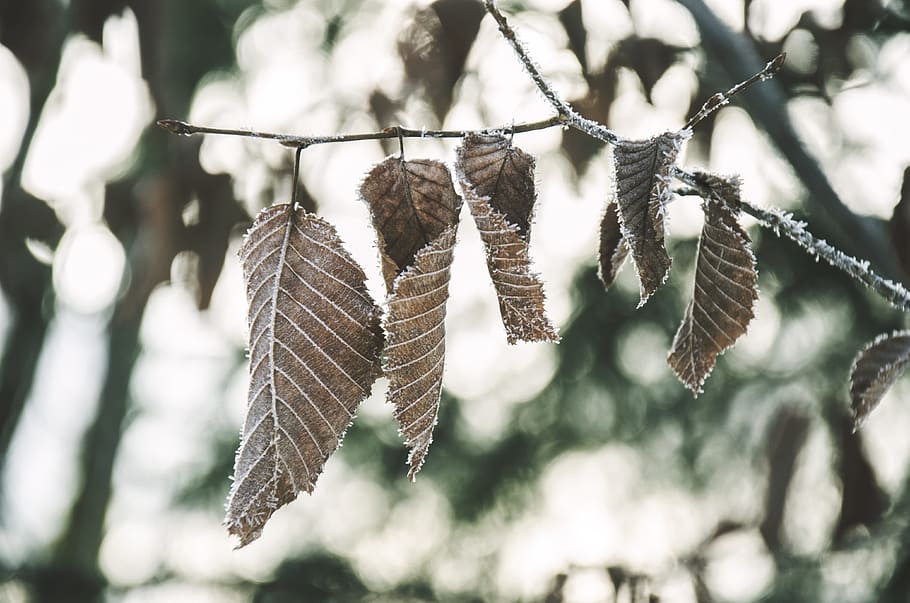 autumn, ice, frost, tree, frozen, leave, leaf, dead, focus on foreground HD wallpaper