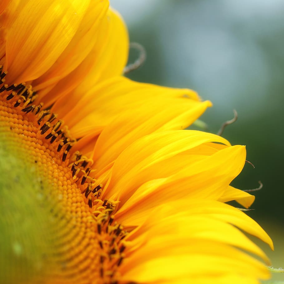 sunflower, summer, square, blossom, bloom, close up, macro HD wallpaper