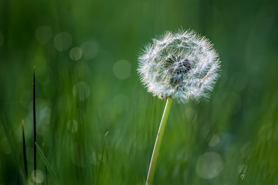 plant, flower, freshness, dandelion, beauty in nature, flowering plant HD wallpaper