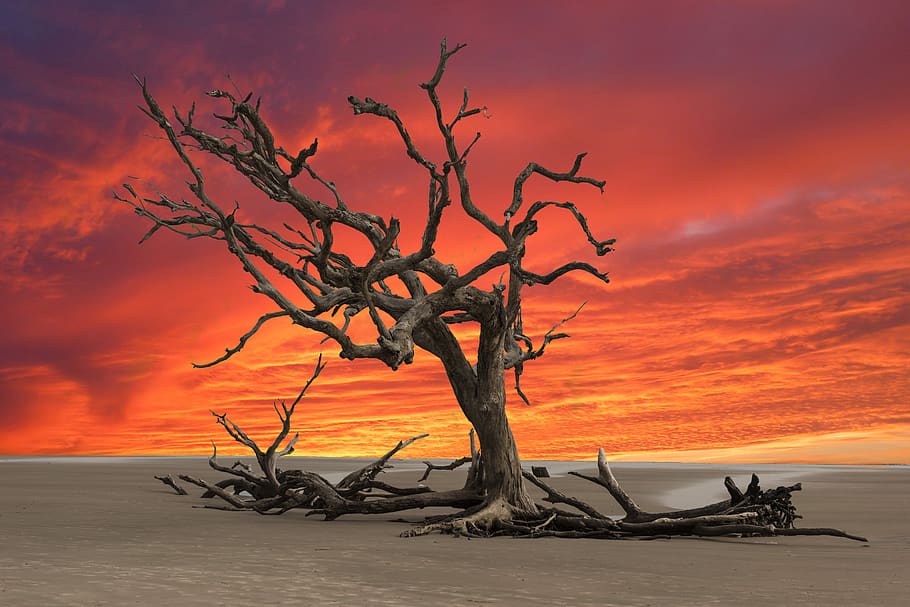 sunset, dead tree, drought, landscape, wasteland, dry, sky, HD wallpaper