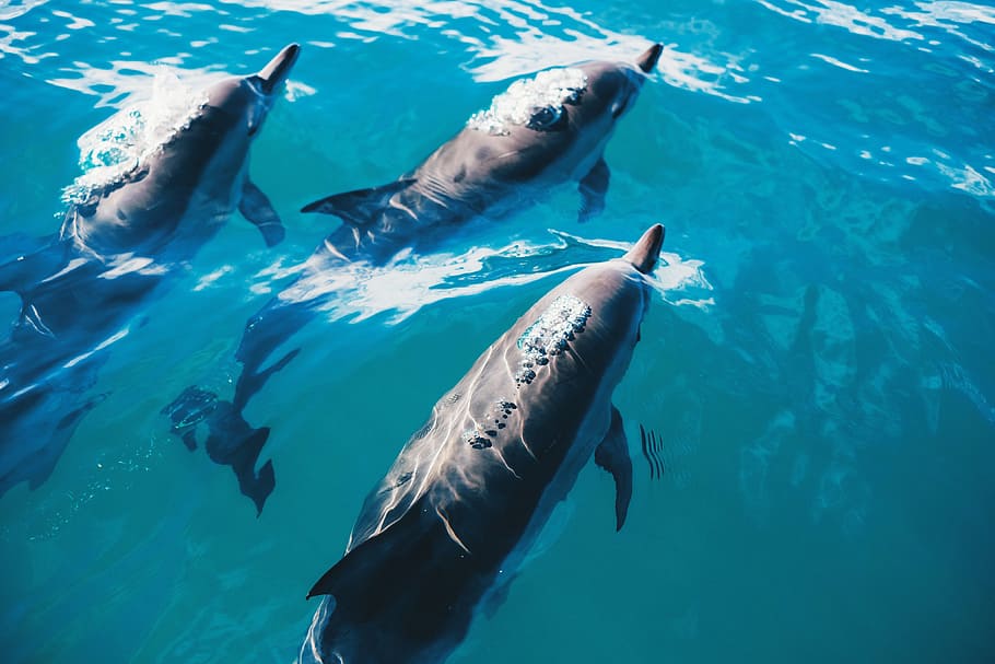 Dolphins, animalsNature, underwater, animals in the wild, animal themes HD wallpaper