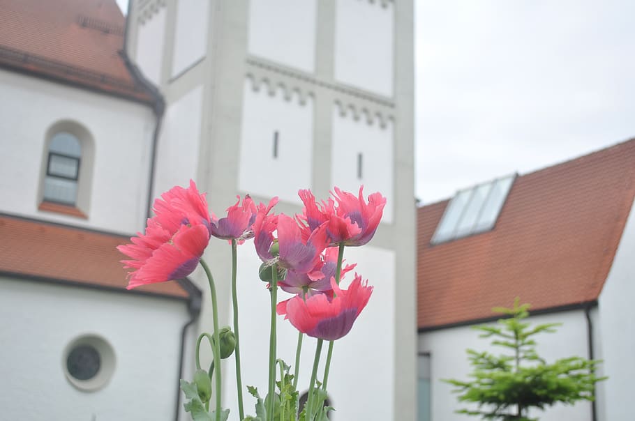 austria, flower, architecture, hotel, building exterior, plant HD wallpaper