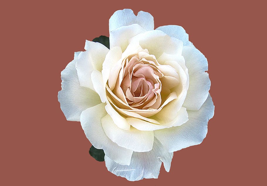 Yellow and Pink Rose Vector Art, bloom, blossom, flora, flower HD wallpaper