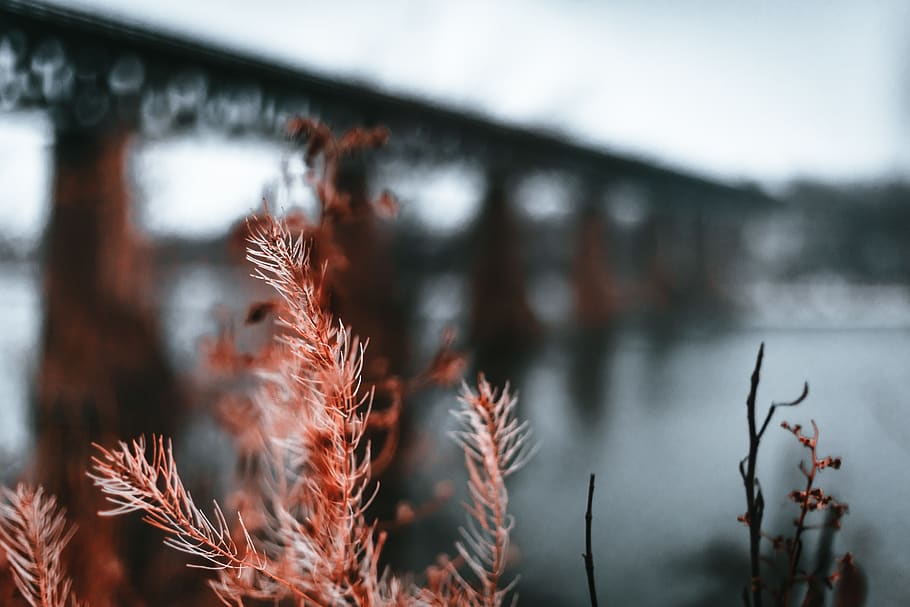 bridge, winter, red, water, river, focus on foreground, growth HD wallpaper