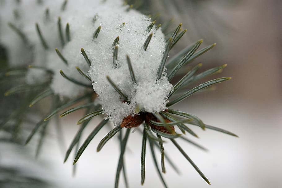 snow, winter, cold, nature, outdoors, snowflakes, pine, plant HD wallpaper