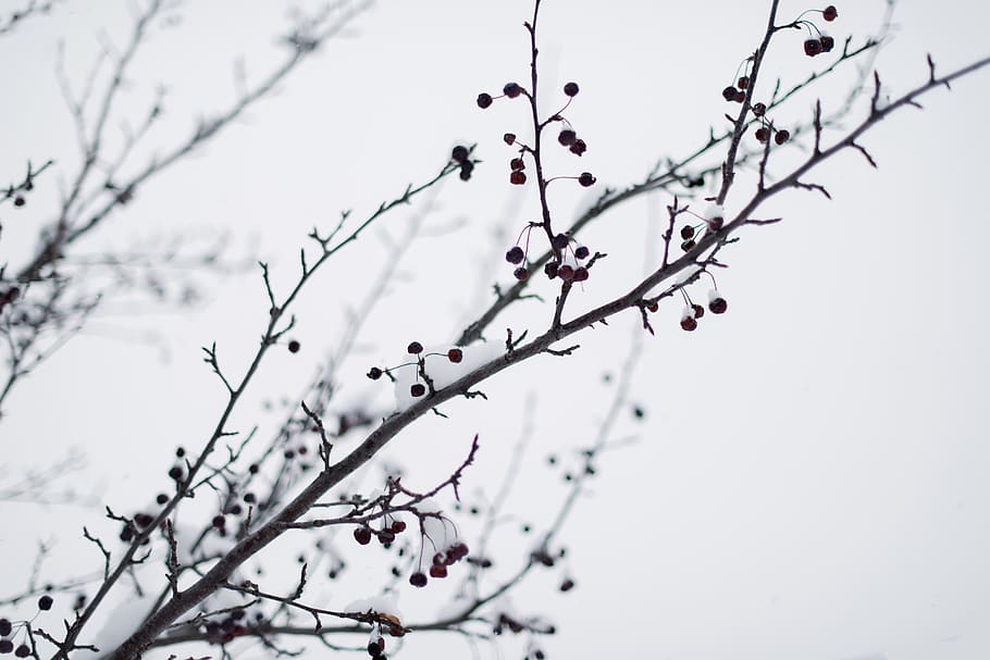 bare tree, plant, branch, low angle view, beauty in nature, growth HD wallpaper