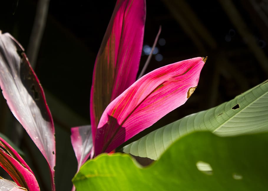 peru, iquitos, tropical, amazon, nature, natural, red, green HD wallpaper