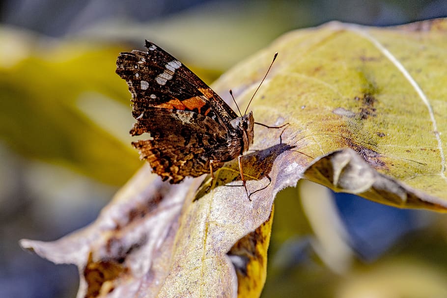 moth, brown, rust, yellow, insect, wildlife, fall, nature, invertebrate HD wallpaper