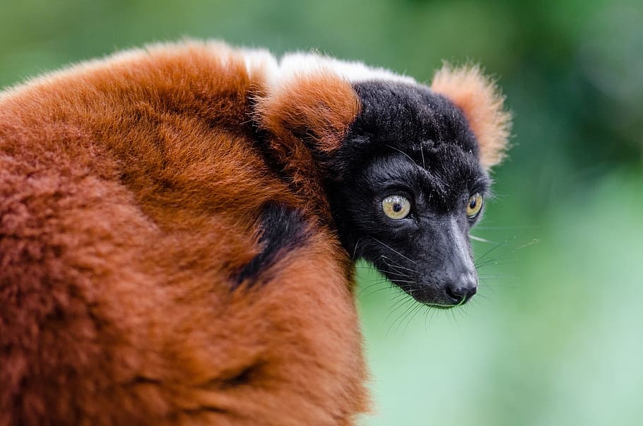 lemur, red, ruffed, animal, wild, nature, jungle, zoo, animal themes HD wallpaper