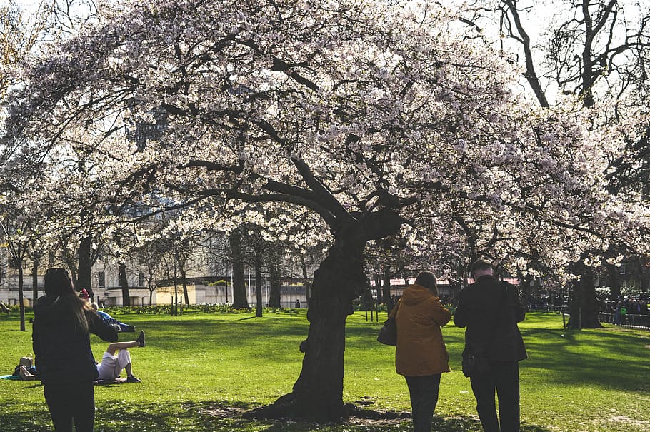 People Under White Flower Tree Photo Taken, apple tree, beautiful HD wallpaper